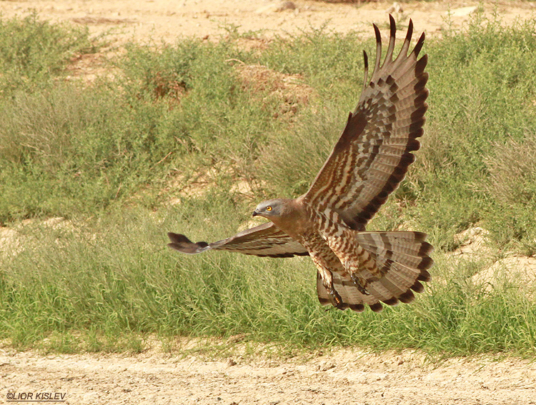 Honey Buzzard  Pernis  apivorus ,Samar , Arava valley ,27-04-13. Lior Kislev